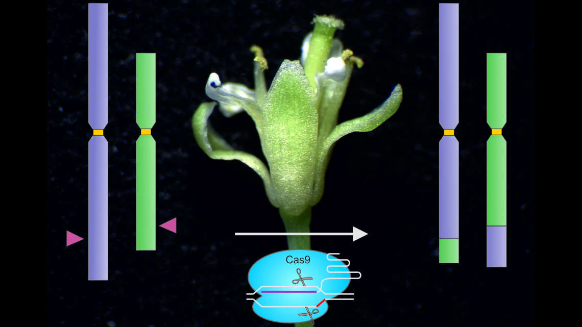 An der Modellpflanze Ackerschmalwand haben Forscher mithilfe des Enzyms Cas9 erstmals Chromosomen neu zusammengesetzt.