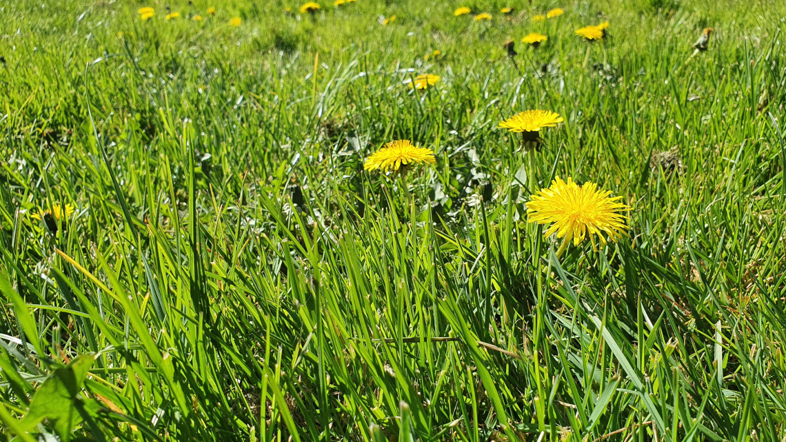 Grass clippings could become an important biomass source for the chemical industry.