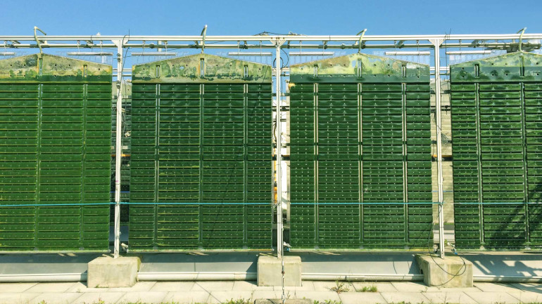Dieses Bild zeigt so genannte Flat Panel Airlift-Reaktoren für die Freilandkultivierung von Mikroalgen in geschlossenen Systemen. 
