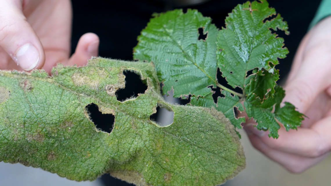 Jasmonsäure bewirkt, dass beschädigte Blätter von Pflanzen für Fraßfeinde unbekömmlich werden. 