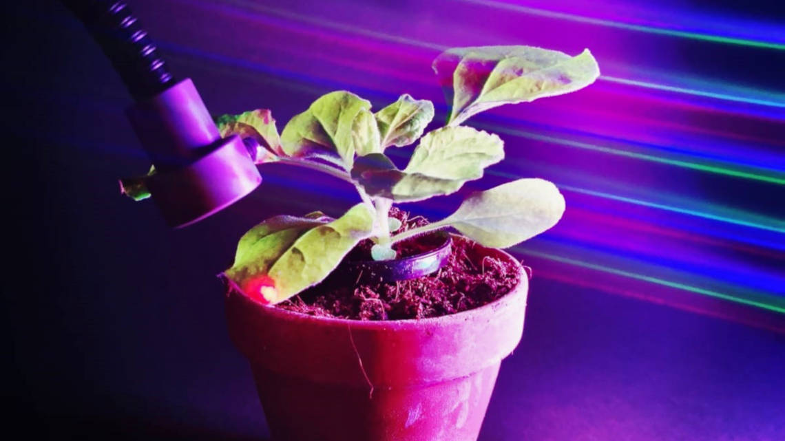 PULSE erlaubt die präzise und reversible Steuerung der Genexpression in Pflanzen bei normalem Licht.