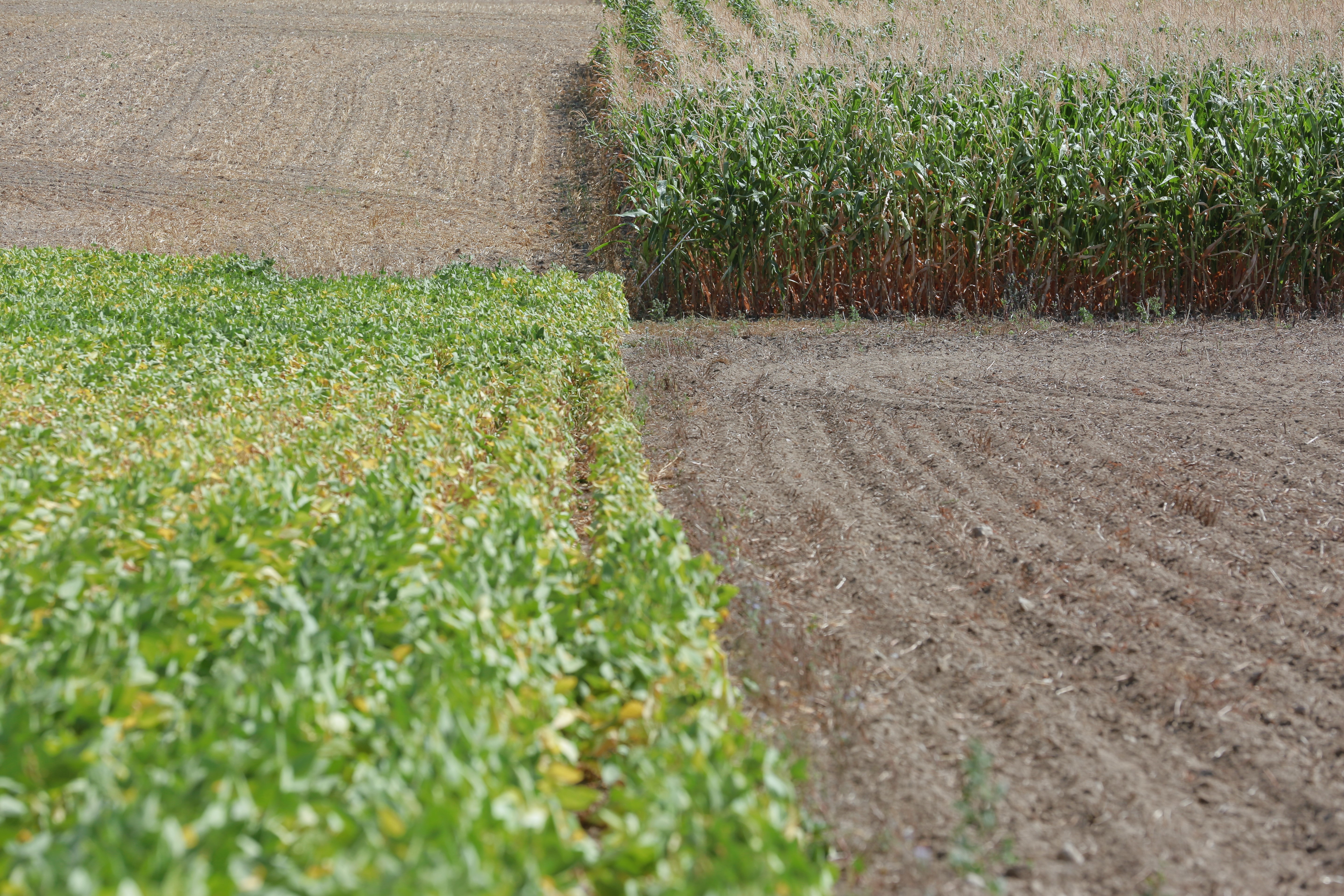 Tempelberger Versuchsfelder Agrarforschung Versuchsfelder Landnutzung Nachhaltigkeit digitale Landwirtschaft Mais Soja