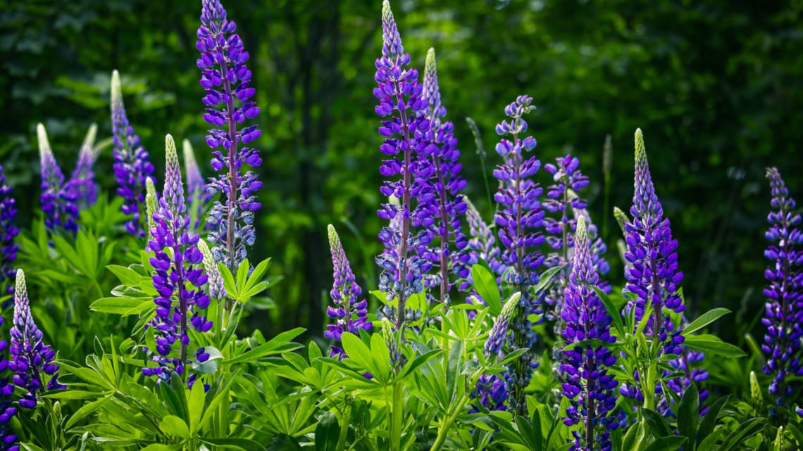 Die Firma Prolupin gewinnt Proteine aus Lupinen und gehört zu den ersten Unternehmen, in die der ECBF investiert.