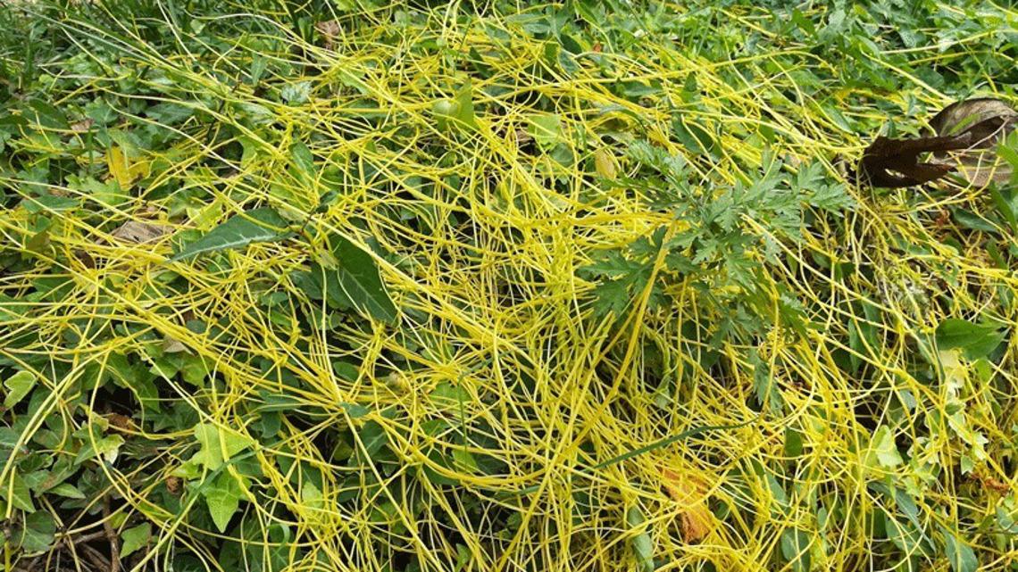 Dodder does more than feed off plants