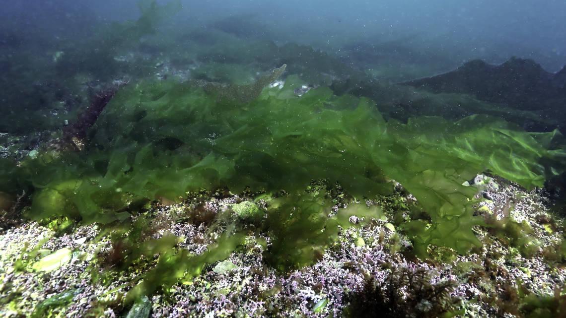 Using algae sugar as a resource