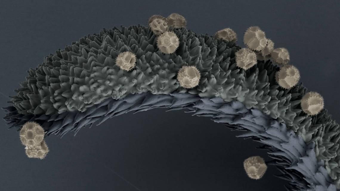 What makes pollen stick