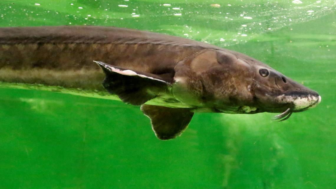 big freshwater fish big freshwater fish