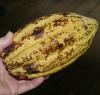 Kakaobohne