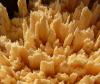 Zellulose aus Holz