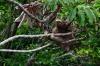Faultier im Regenwald