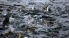Lachse im Wasser