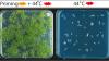 Arabidopsis-Pflanzen mit und ohne Hitzeprägung