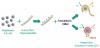 Schema der Herstellung von Quantum Clustern