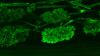 Ein Fluoreszenzfarbstoff macht die bäumchenförmigen Arbuskeln eines arbuskulären Mykorrhizapilzes in einer Wurzel gut sichtbar.