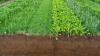 Querschnitt durch einen Ackerboden, unten Bodenschichten, oben unterschiedliche Grünpflanzen nebeneinander
