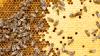 Bienenvolk auf Wabenstruktur