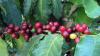 Steinfrüchte von Arabica-Kaffee (Coffea arabica)