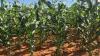 Maisanbau mit angemessener Stickstoffgabe auf der Forschungsstation Syferkuil der Universität Limpopo