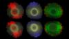 Kolonien des Meeresbakteriums Marinobacter alginolytica. So wie die Federn des Pfaus leuchtende Farben aufweisen, sind diese Farben auf geordnete Strukturen zurückzuführen, die einen photonischen Kristall bilden und Interferenzeffekte verursachen.