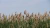 Schilfrohr (Phragmites australis) ist eine Art, die in Paludikulturen auf wiedervernässten Moorflächen angebaut werden kann. Es ist ein guter Naturbaustoff, da es keine Feuchtigkeit aufnimmt und nur langsam verrottet.