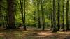 Wald im Herbst