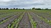 Blick über ein Feld mit mehreren Reihen grüner Pflanzen