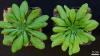 Erscheinungspflanzen zweier Arabidopsis-Pflanzen. Ausführliche Bildunterschrift siehe Ende des Meldungstextes.