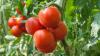 Tomatenpflanzen