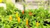 Arabidopsis Pflanze in Laborbedingung.
