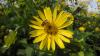Die Durchwachsene Silphie (Silphium perfoliatum) ist eine schnellwachsende Wildstaude, die als Energiepflanze gefragt ist.
