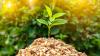Biomasse - Kleiner Haufen Holzpellets mit grünen Blättern darauf.