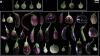 So vielfältig ist die Aubergine: Die Früchte unterschiedlicher Sorten und ihrer wilden Vorfahren. Sie unterscheiden sich deutlich in Farbe, Form und Größe – ein sichtbares Ergebnis ihrer langen Züchtungsgeschichte.