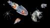 Den faszinierenden Mikrokosmos der Ozeane, das Plankton, haben Forscher so umfassend wie nie molekular erfasst. Den faszinierenden Mikrokosmos der Ozeane, das Plankton, haben Forscher so umfassend wie nie molekular erfasst.