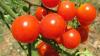 Medizinisch relevante Stoffe können in Tomaten angereichert werden, um Medikamente auf natürlicher Weise im industriellen Maßstab herzustellen. Medizinisch relevante Stoffe können in Tomaten angereichert werden, um Medikamente auf natürlicher Weise im industriellen Maßstab herzustellen.
