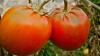 Fleckige Tomaten sind für den Handel zu hässlich und meist nur noch für den Kompost gut. Das Start-up "Querfeld" gibt der "hässlichen Ware" eine neue Chance. Fleckige Tomaten sind für den Handel zu hässlich und meist nur noch für den Kompost gut. Das Start-up "Querfeld" gibt der "hässlichen Ware" eine neue Chance.