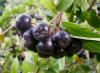 Aroniabeeren sind besonders reich an Procyanidinen, denen eine gesundheitsfördernde Wirkung zugeschrieben wird. aronia, beeren, flavanoids,