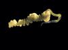 Der mund- und darmlose Ringelwurm Oligochaet Olavius algarvensis überlebt durch bakterielle Endosymbionten.