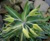Die fraktale Wuchsform der Euphorbia hat eine Wirkung gegen Wühlmäuse. Wolfsmilchgewächses, Euphorbia lathyris, biosprit, bioenergie