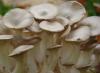 Pleurotus eryngii auf einem Block aus Holzsubstrat. Pilze, seitling, Bioethanol