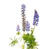 Lupine
