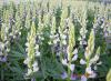 Die Blauen Süßlupinen eigen sich besonders zur Lebensmittelproduktion. lupine, eiweiß, vegetarisches Eiweiß, leberwurst