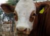 Rinderzucht Sonnenbrille für Kühe