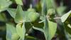 Die Samen des Wolfsmilchgewächses enthalten bis zu 50 Prozent fettes Öl. Wolfsmilchgewächses, Euphorbia lathyris, biosprit, bioenergie