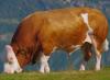 Der Zuchtbulle Steinadler auf der Weide Zucht Rinder Gencheck Analyse