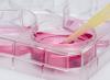 Schale und Pipette Schale und Pipette