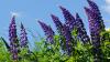 Die Mizellenproteine der blauen Süßlupine sind gesund und haben eine hohe Klebrigkeit.,