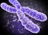 Leuchtendes Chromosom Leuchtendes Chromosom