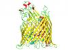 Ein porenbildendes Protein Ein porenbildendes Protein