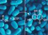 Aus Acetat und ATP entsteht Flaviolin Aus Acetat und ATP entsteht Flaviolin