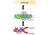 Photobioelektrode Photobioelektrode